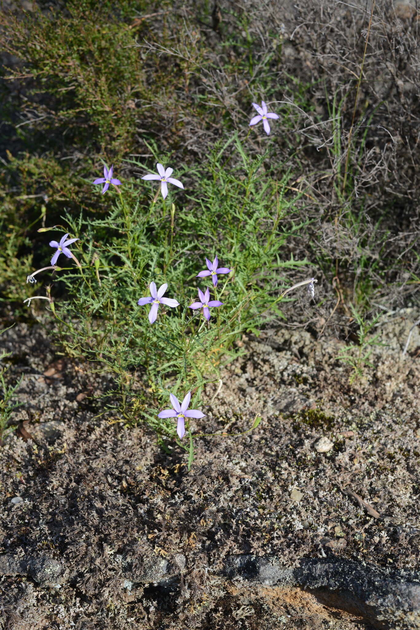 Image of Lithotoma axillaris (Lindl.) E. B. Knox