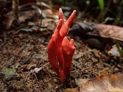 Image of Trichoderma cornu-damae (Pat.) Z. X. Zhu & W. Y. Zhuang 2014