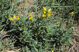 Image of Thermopsis lanceolata R. Br.