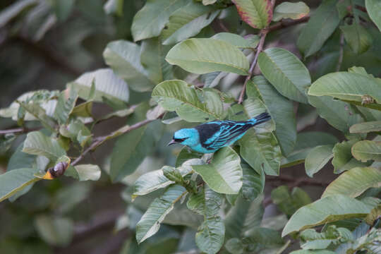 Imagem de Dacnis cayana (Linnaeus 1766)