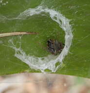 Image of Araneus horizonte Levi 1991