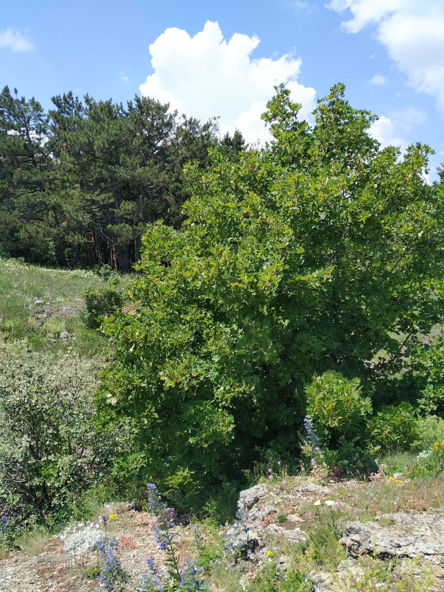 Acer hyrcanum subsp. stevenii (Pojark.) E. Murray的圖片