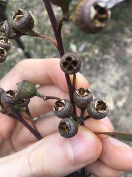 Image of gray gum