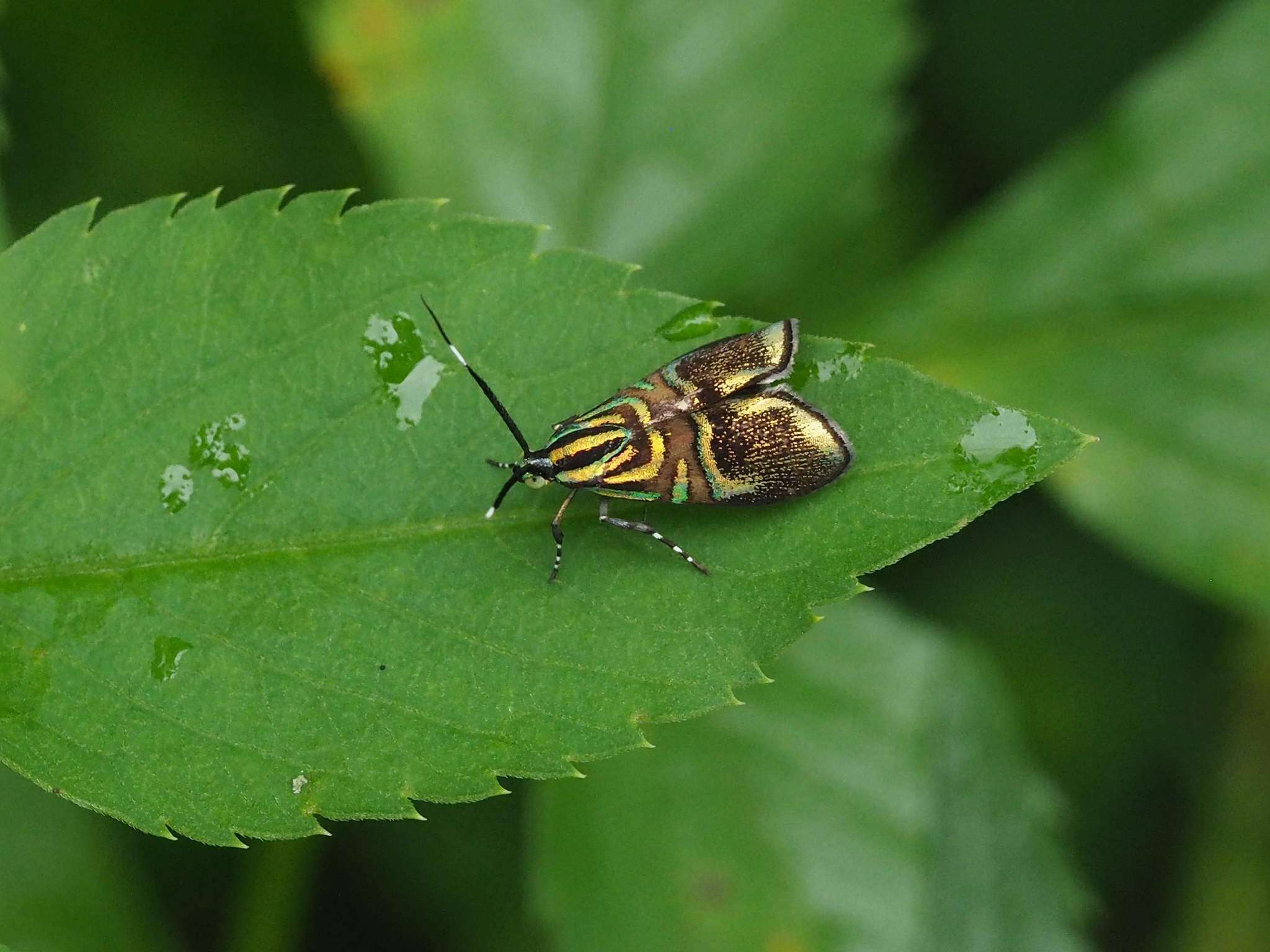 Image of Saptha divitiosa Walker 1864