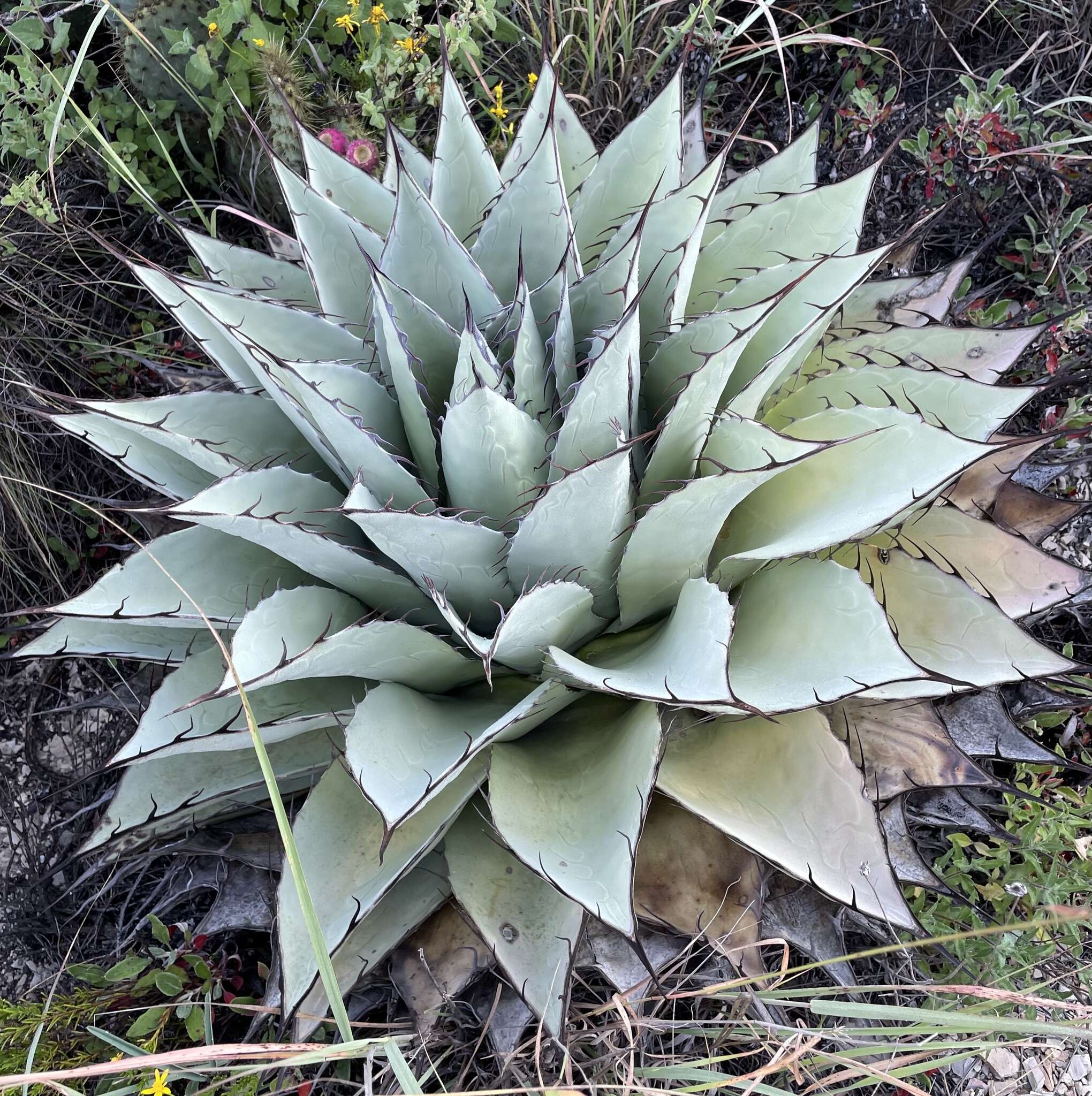 Plancia ëd Agave ovatifolia G. D. Starr & Villarreal