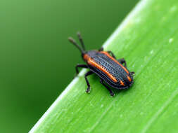 Image of Microrhopala xerene (Newman 1838)