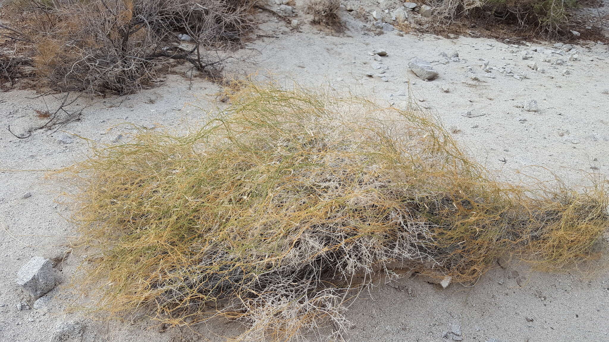 Image of hairy milkweed