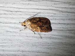 Image of Four-dotted Agonopterix