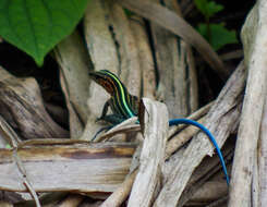 Image of Four-lined Ameiva