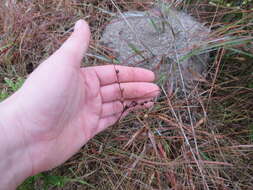 Image of Scale-Leaf False Foxglove