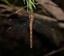 Image of Austrocordulia Tillyard 1909