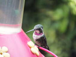 Image de Colibri de Mulsant