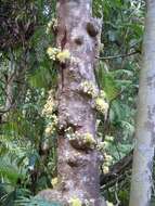 Image of Syzygium cormiflorum (F. Müll.) B. P. M. Hyland