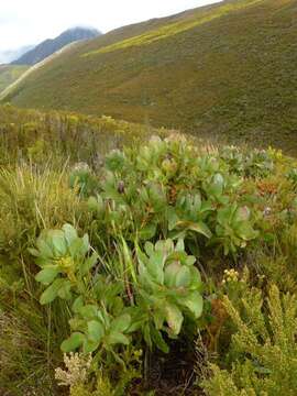 Plancia ëd Protea grandiceps Tratt.