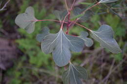 Image of Brachychiton populneus subsp. populneus