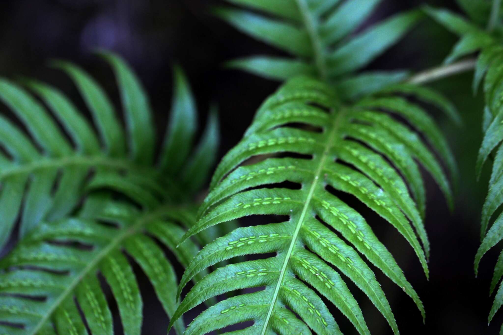 Image of rooting chainfern