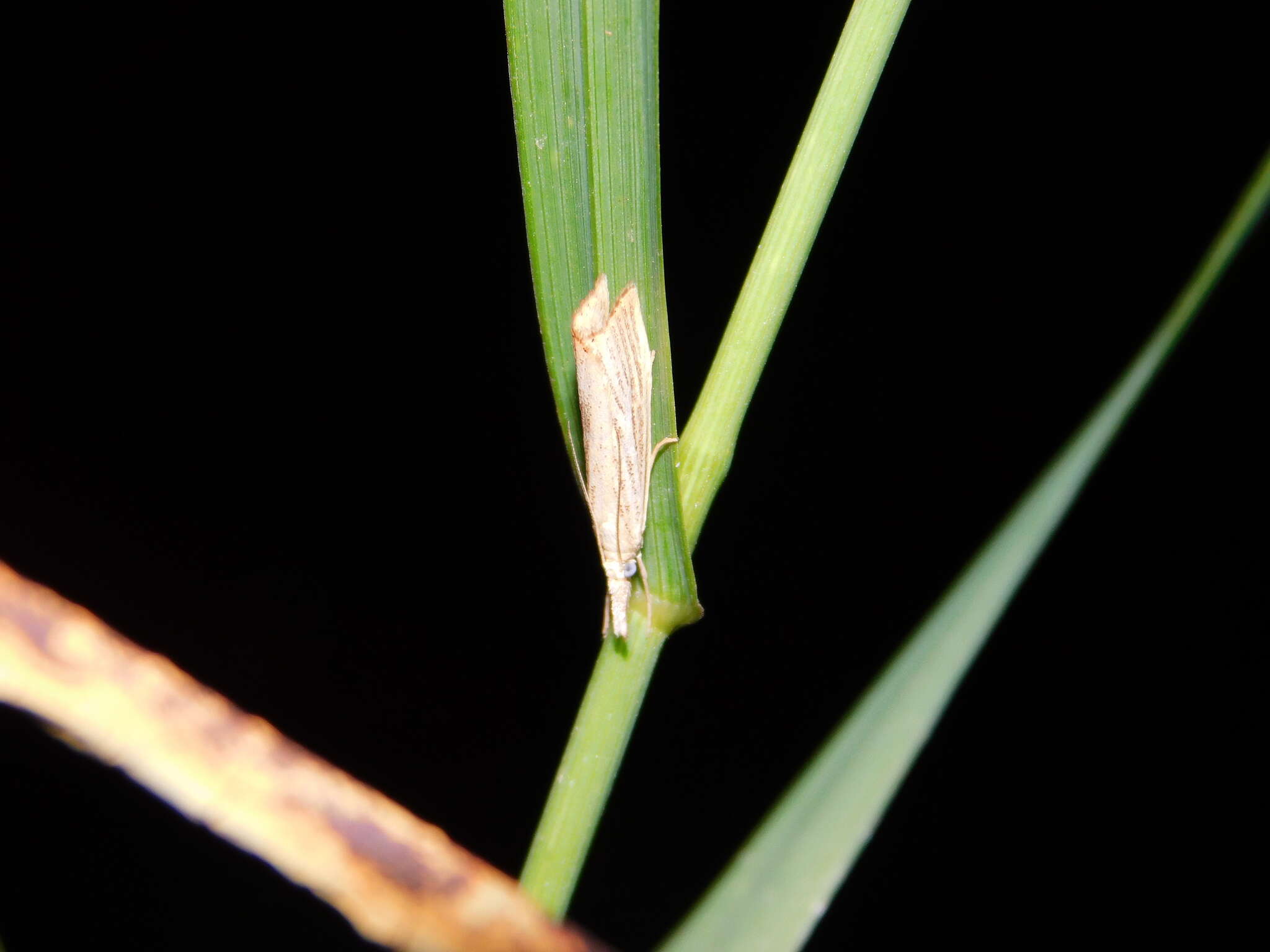 صورة Agriphila straminella