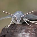 Image of dusky hawk-moth