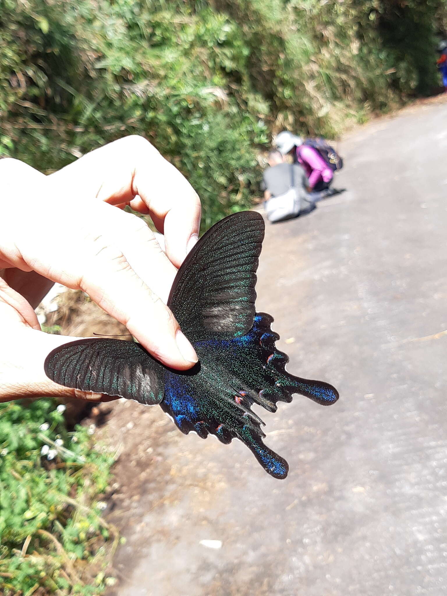 Image of <i>Papilio bianor thrasymedes</i>