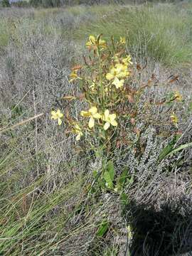 Image of Wachendorfia paniculata Burm.