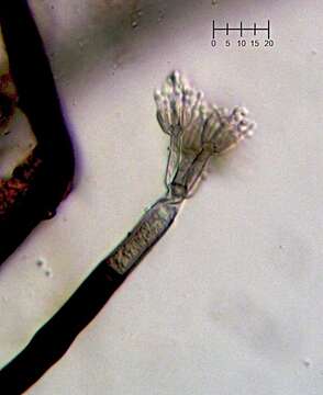 Image of Penicillium glaucoalbidum (Desm.) Houbraken & Samson 2011