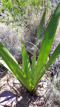 Imagem de Watsonia vanderspuyae L. Bolus