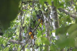 Plancia ëd Trogon chionurus Sclater, PL & Salvin 1871