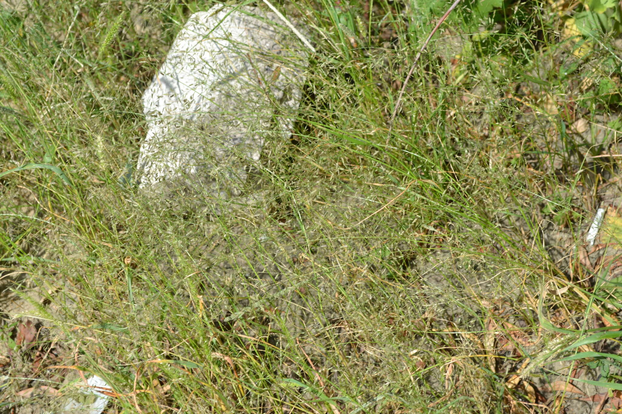 Image of Eragrostis amurensis Prob.