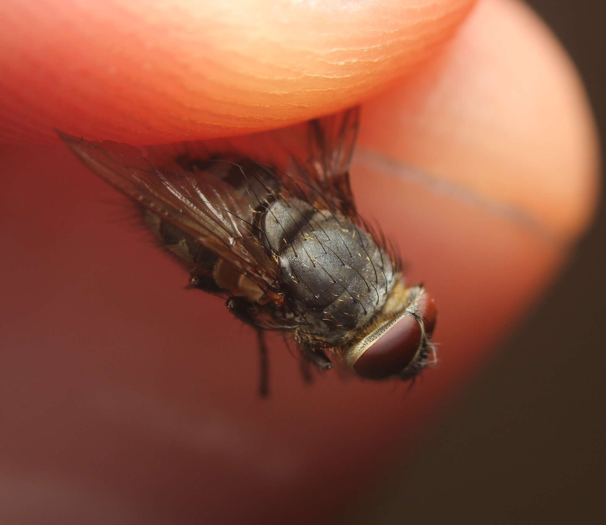 Image of Narrow-cheeked cluster fly