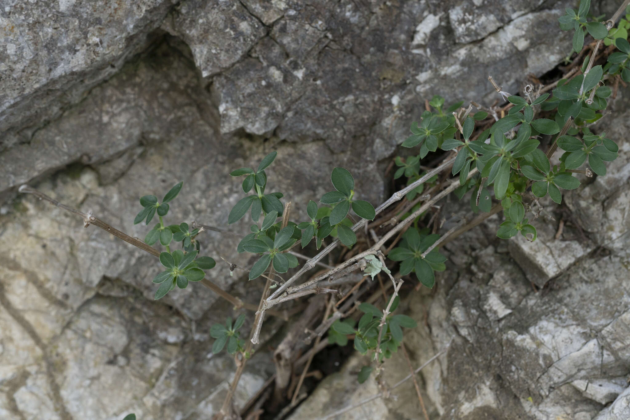 Sivun Rubia tenuifolia subsp. tenuifolia kuva