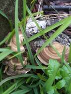 Sivun Trametes cubensis (Mont.) Sacc. 1891 kuva