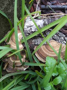 Trametes cubensis (Mont.) Sacc. 1891的圖片