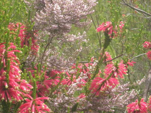 Image of Erica densifolia Willd.