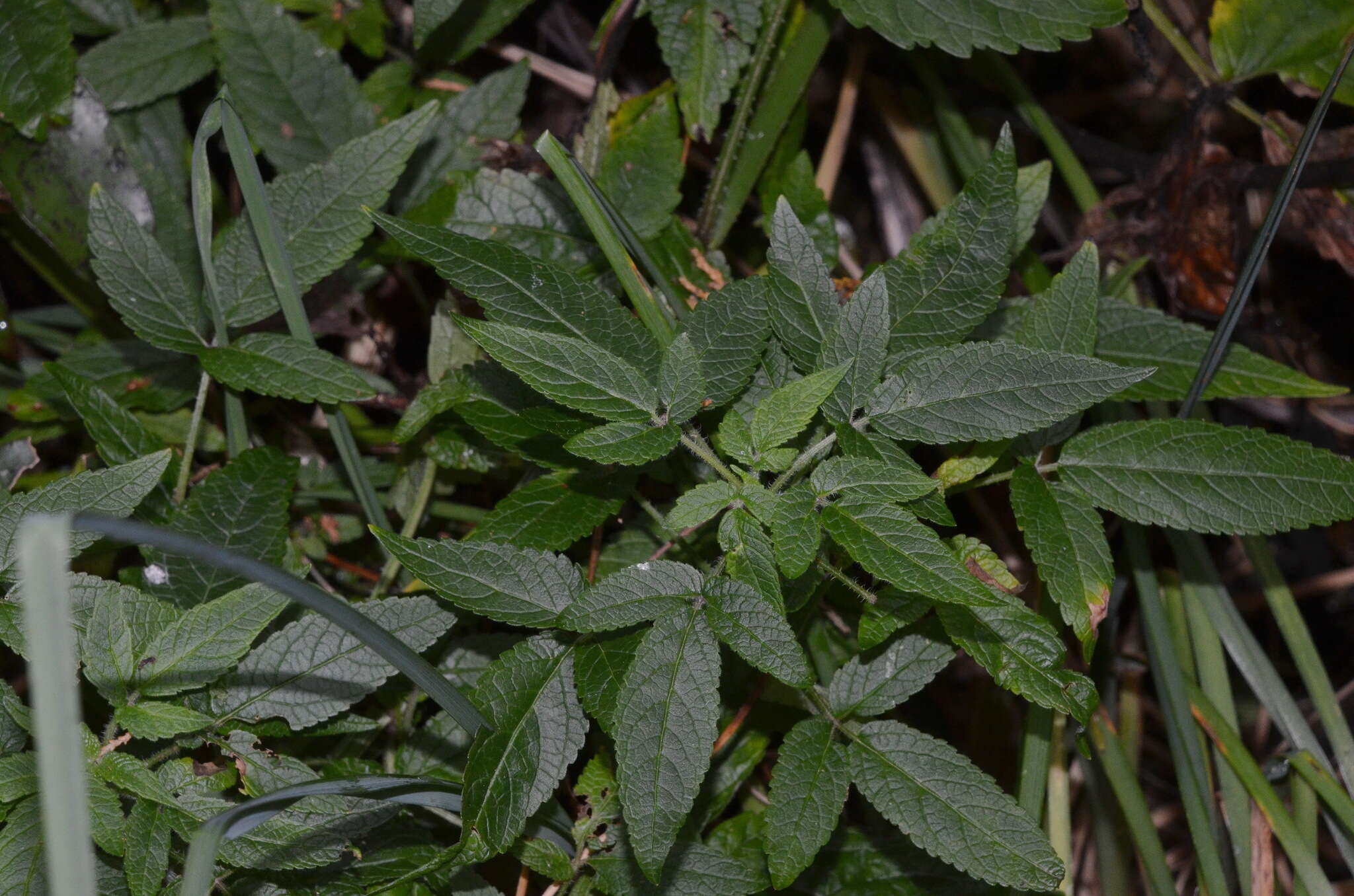 Image of herb of Gilead