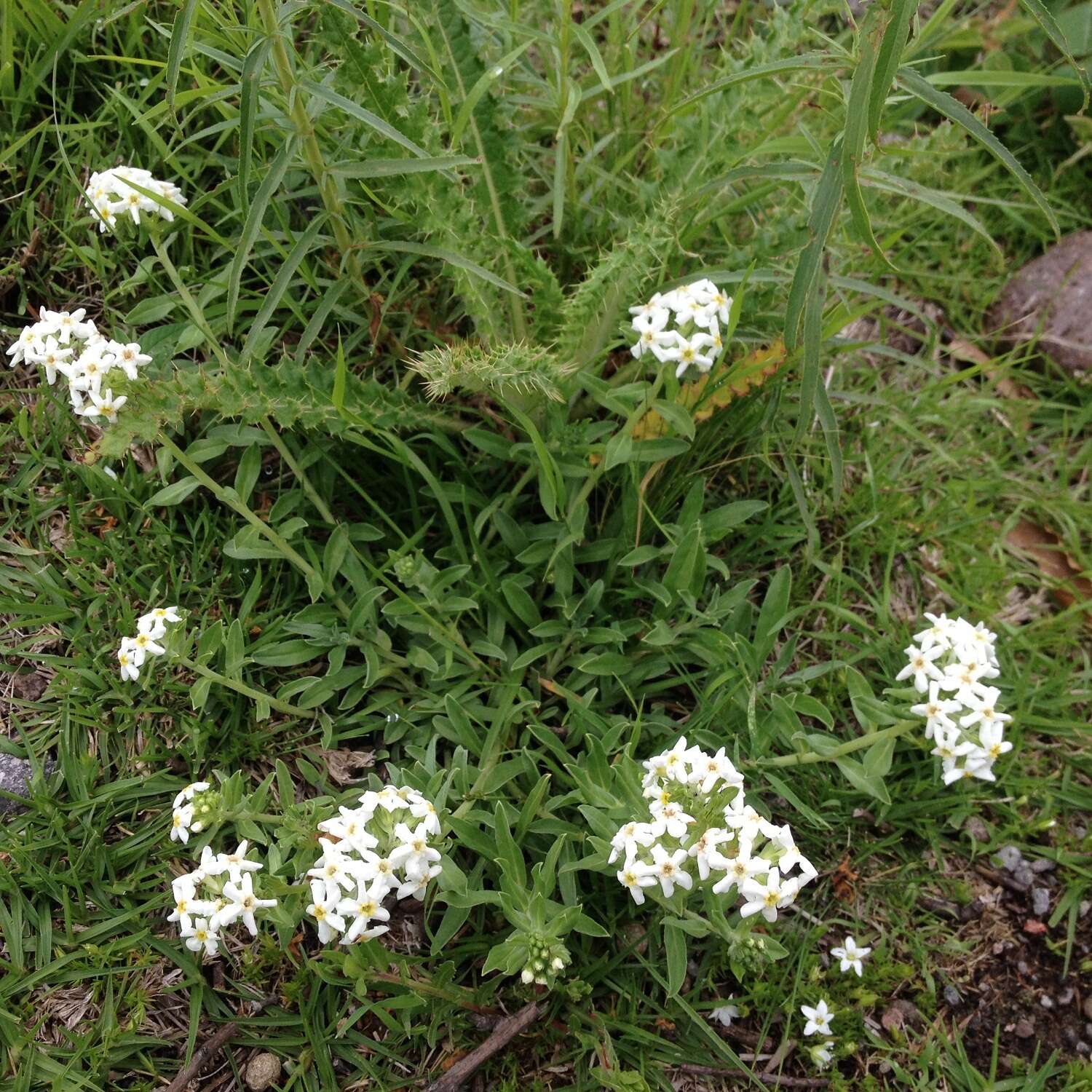 Image of Lithospermum distichum Ortega