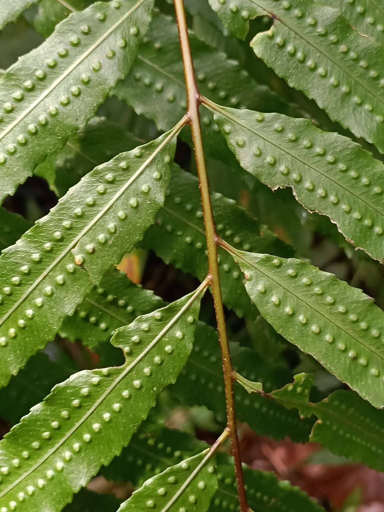 Image of Goniophlebium persicifolium (Desv.) Bedd.