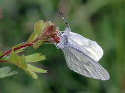 Leptidea sinapis (Linnaeus 1758)的圖片