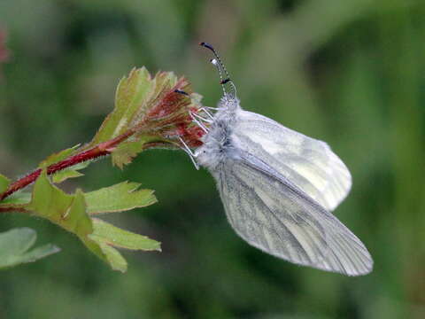 Leptidea sinapis (Linnaeus 1758)的圖片