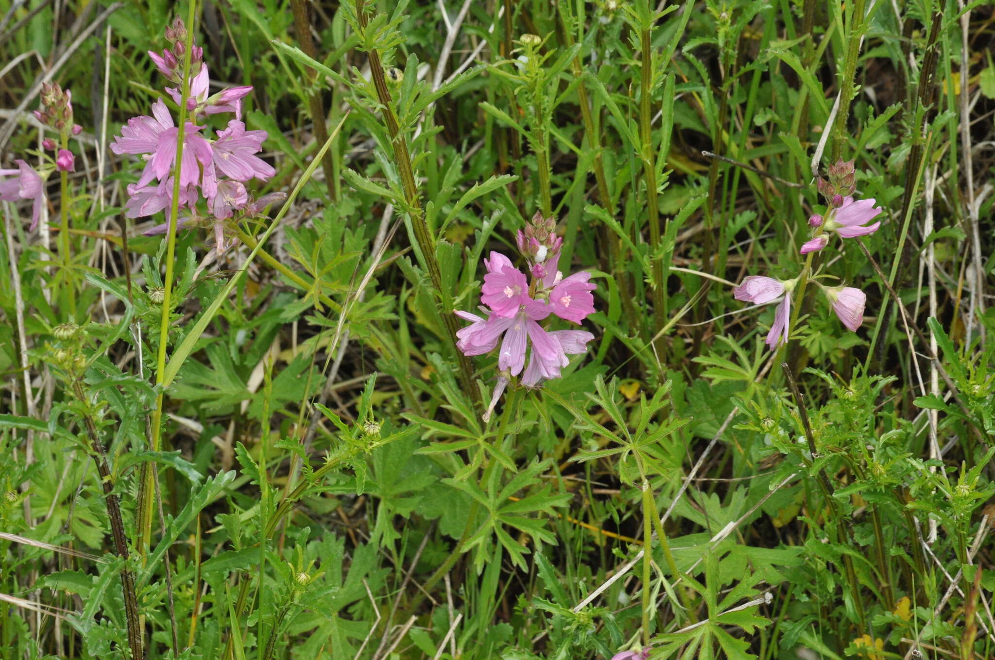 Image of dwarf checkerbloom