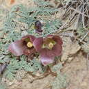 Image of Nototriche castillonii B. L. Burtt & A. W. Hill