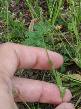 Image of Wright's dwarfdandelion