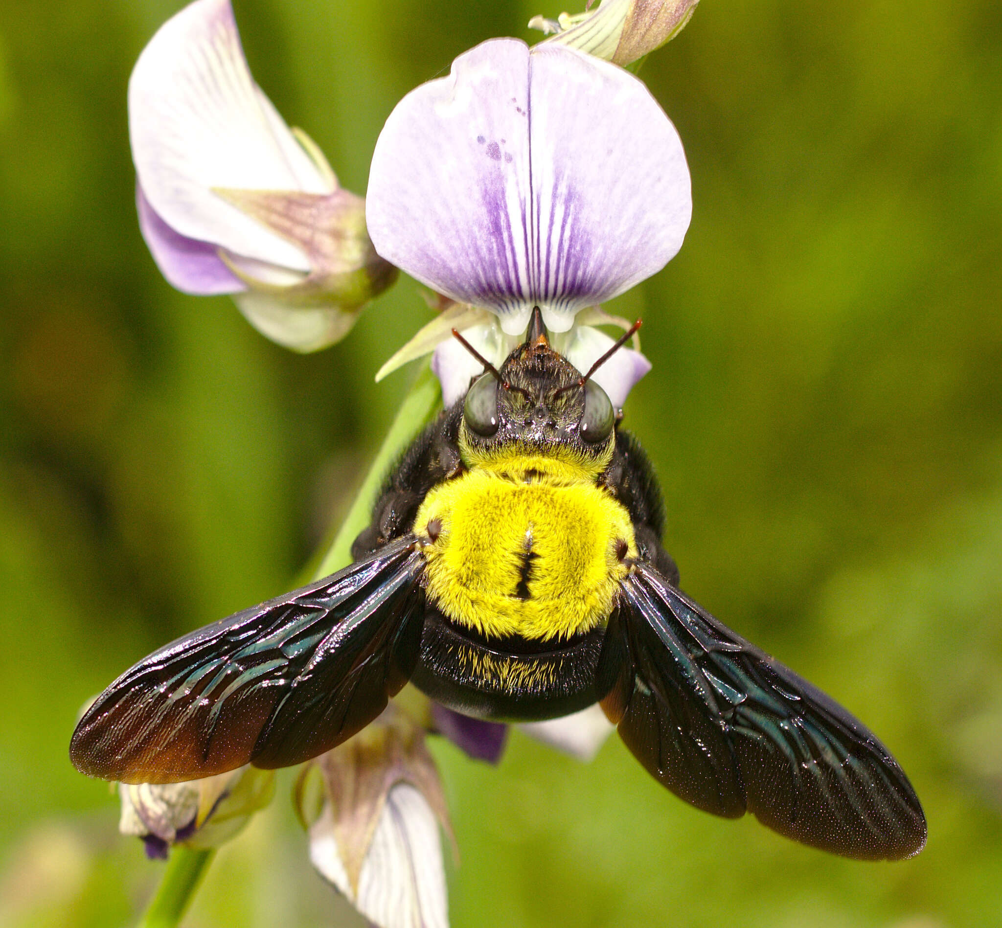 Image of Xylocopa ruficornis Fabricius 1804