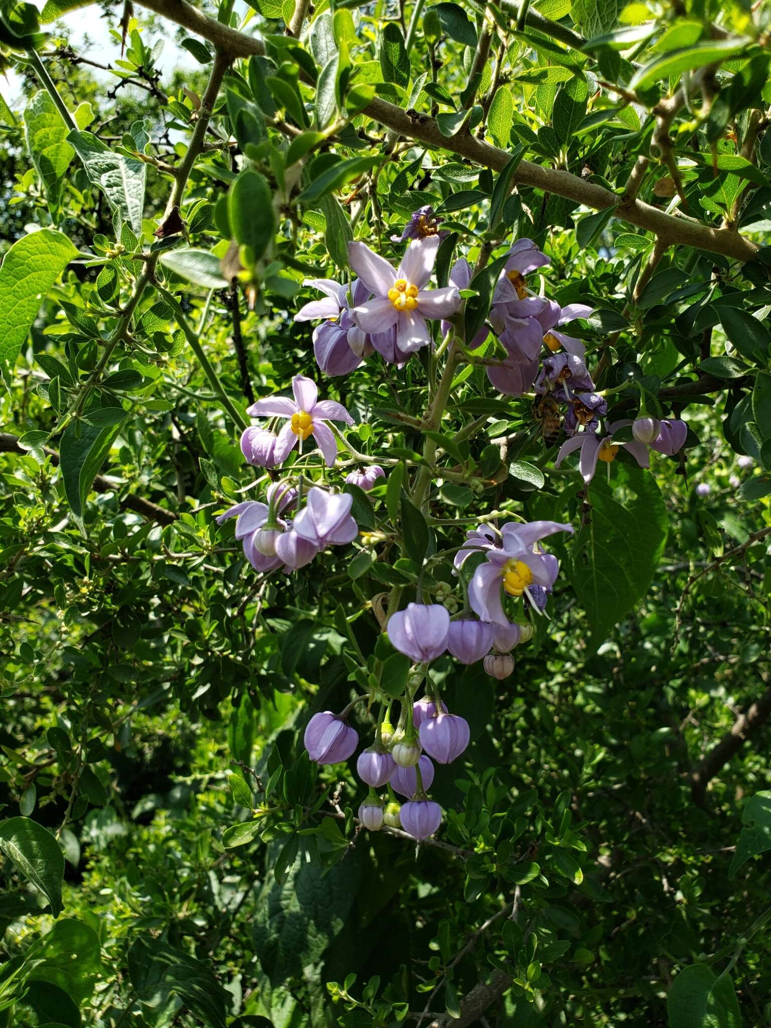 Image de Solanum dulcamaroides Dun.