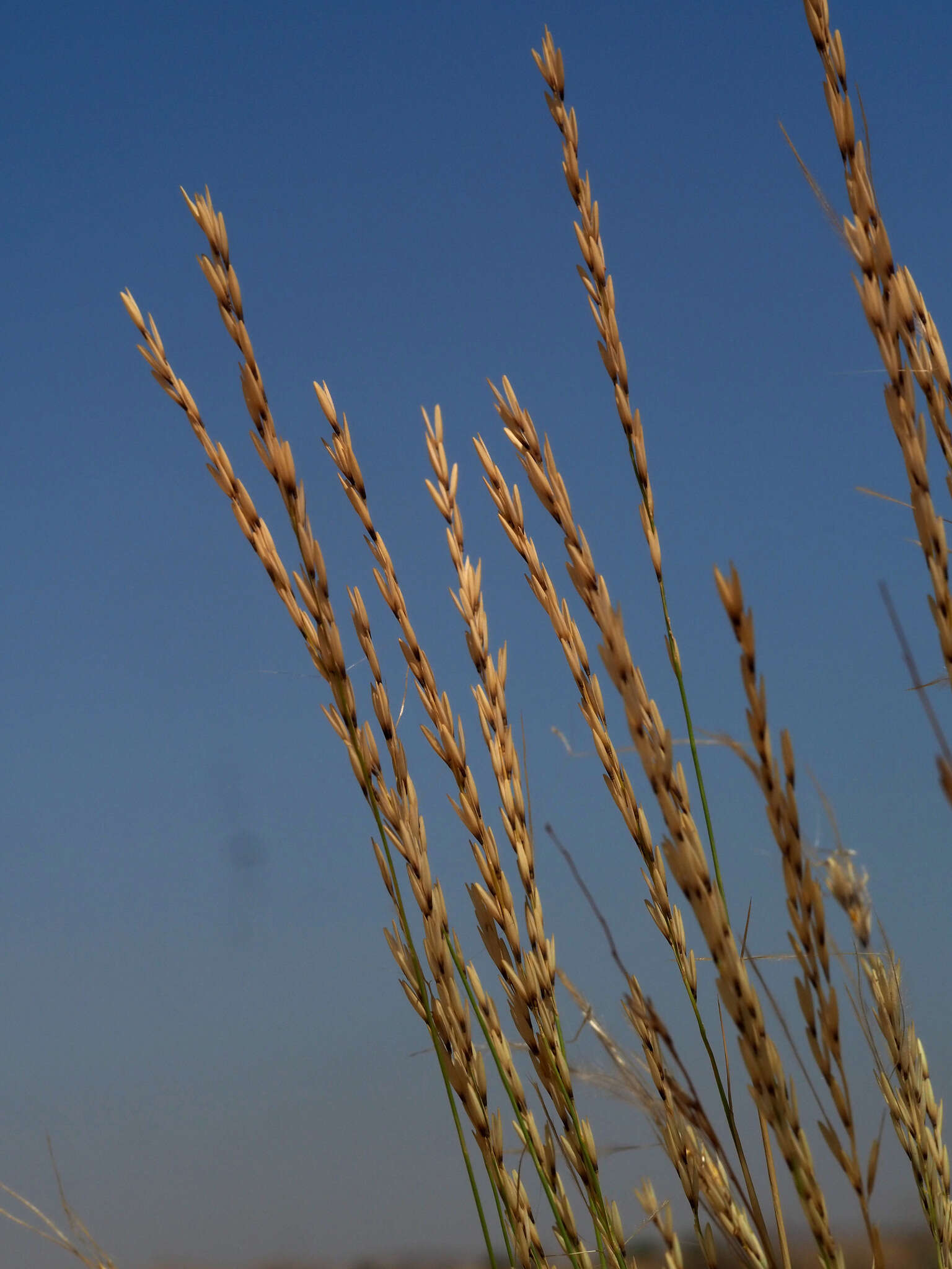 Image of Stipagrostis ciliata (Desf.) De Winter