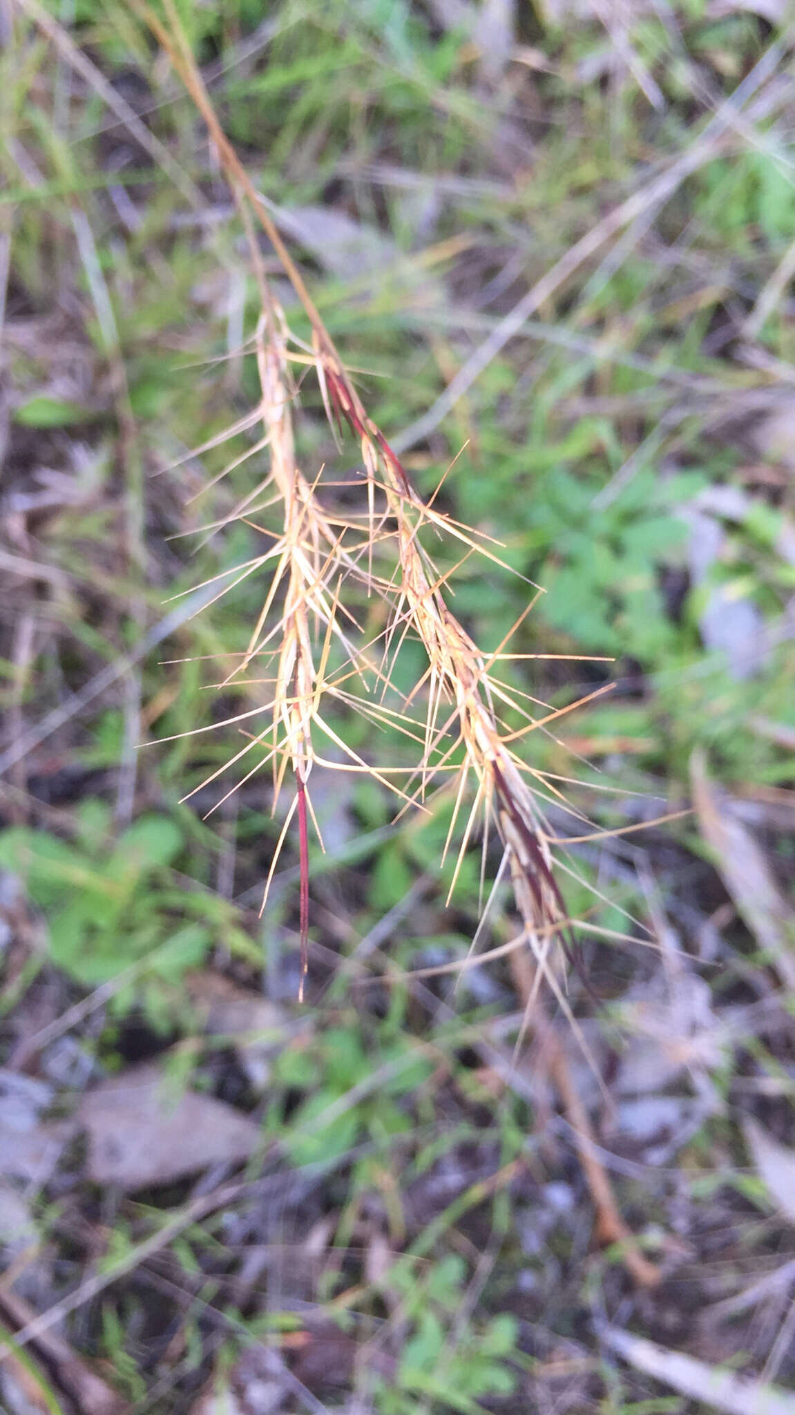 Image of Aristida ramosa R. Br.