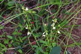 Image of Desmodium macrostachyum Hemsl.