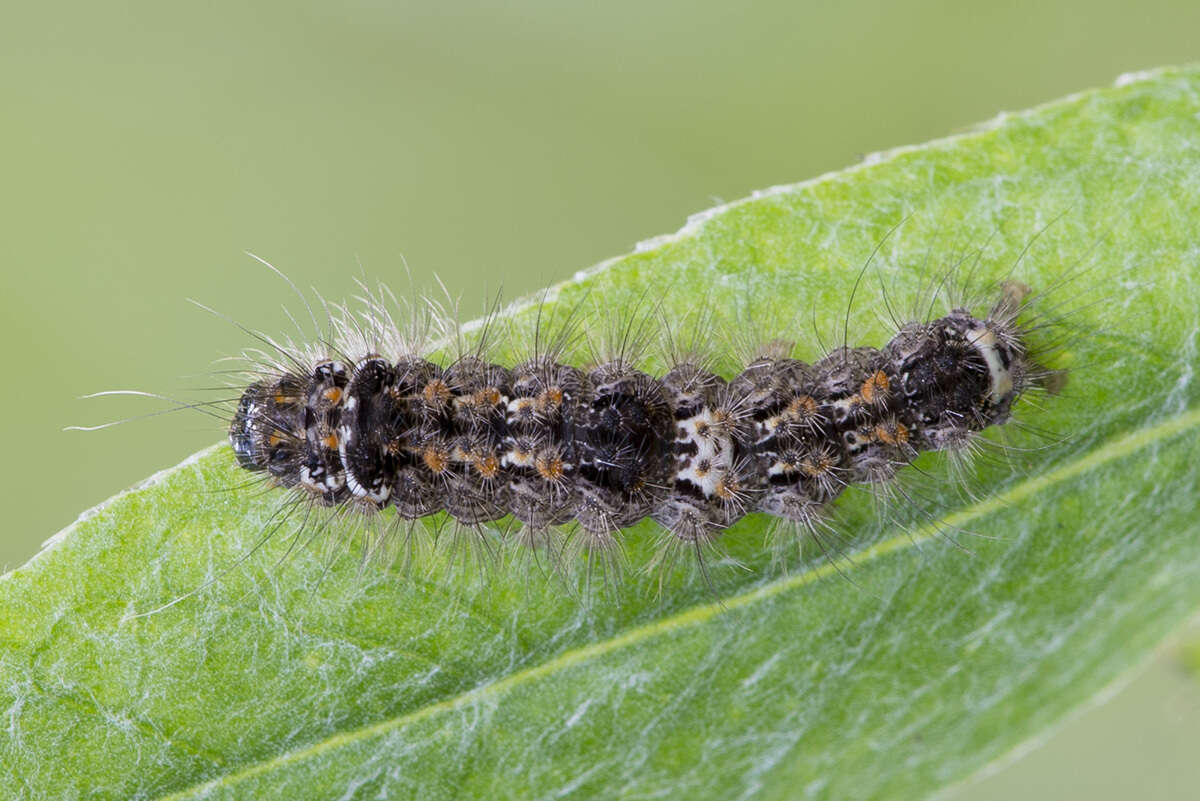 Image of orange footman