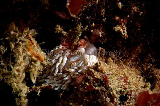 Image de Aeolidiella glauca (Alder & Hancock 1845)