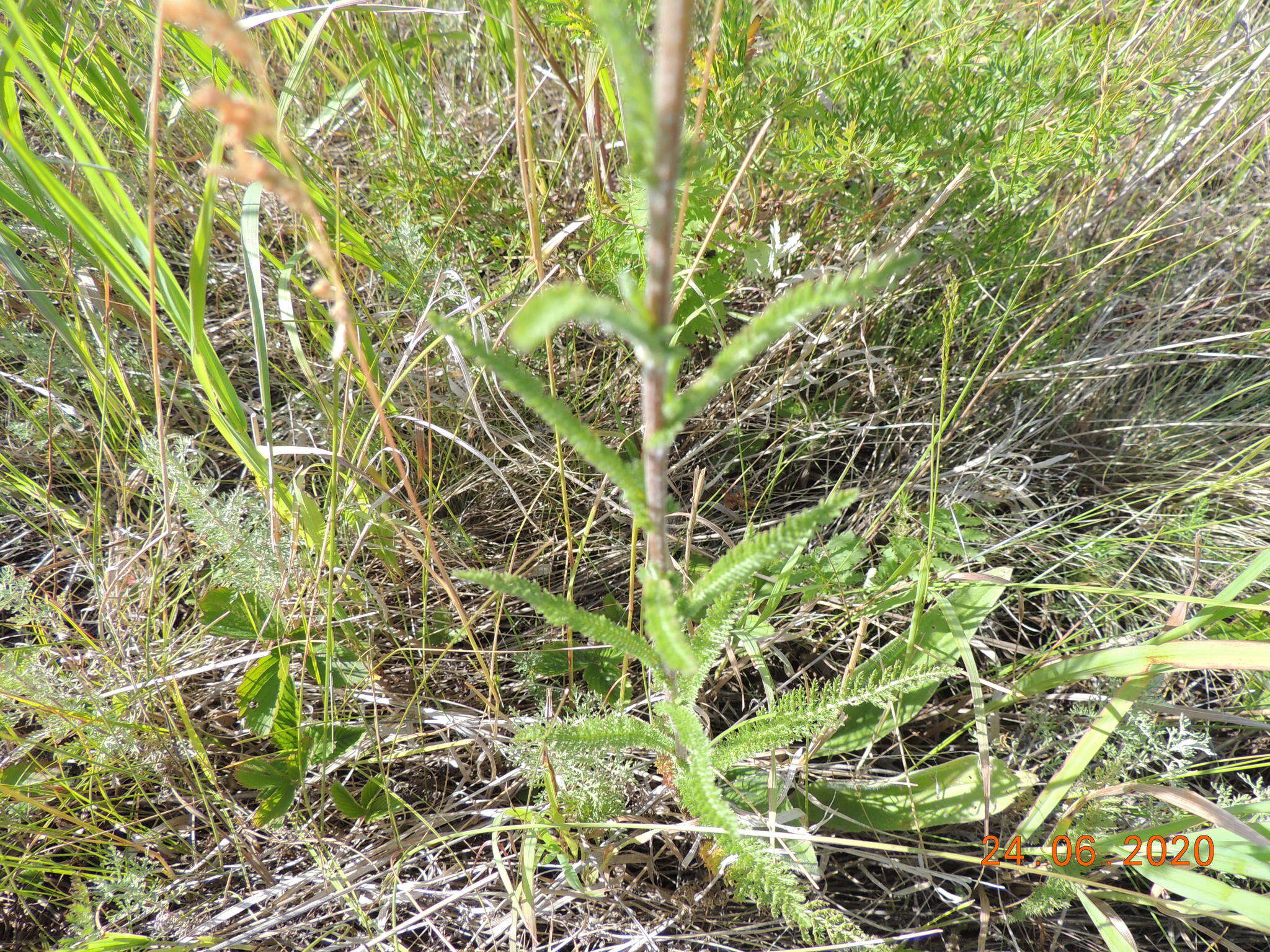 Sivun Achillea asiatica Serg. kuva