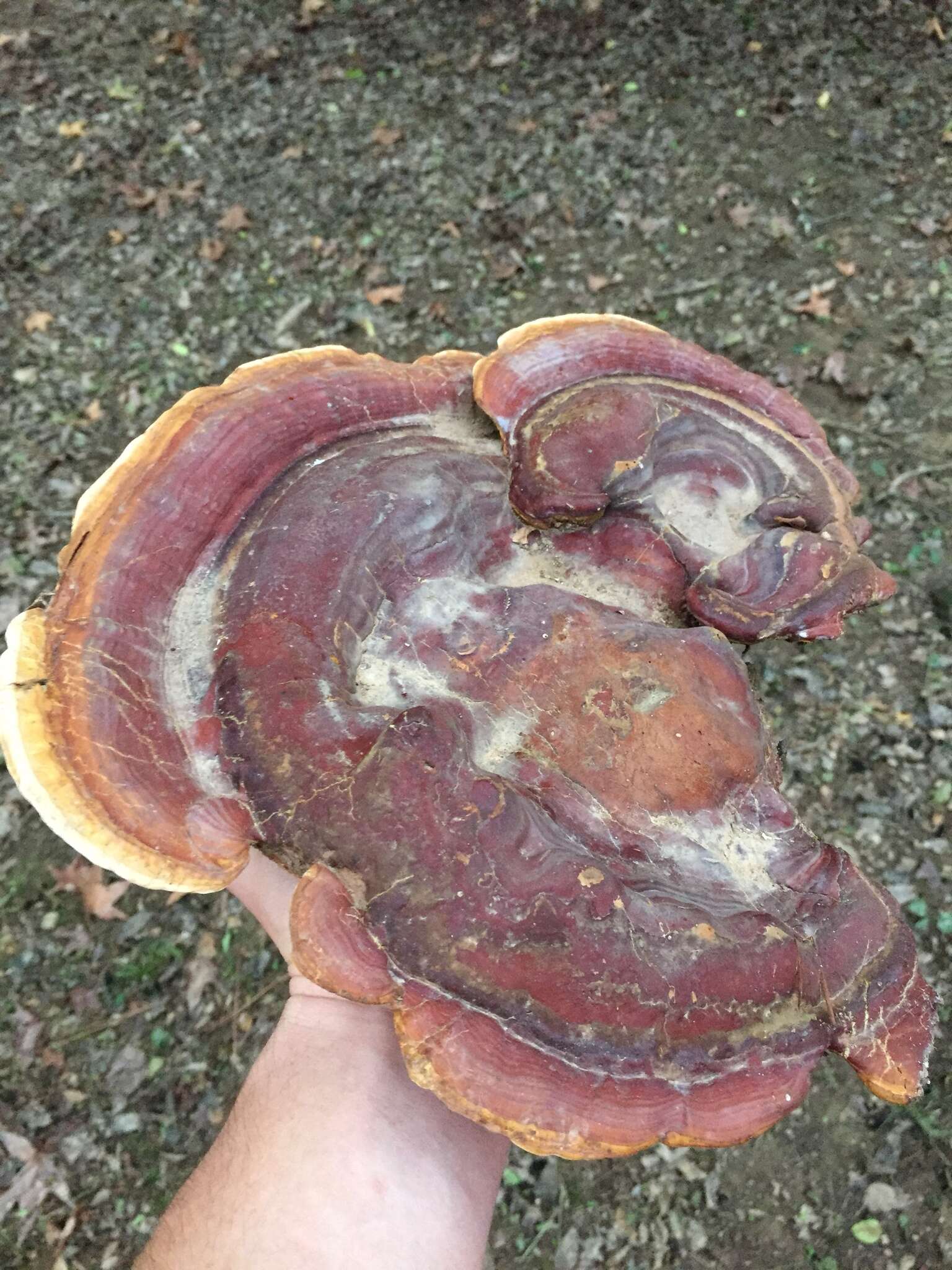 Image of Ganoderma martinicense Welti & Courtec. 2010